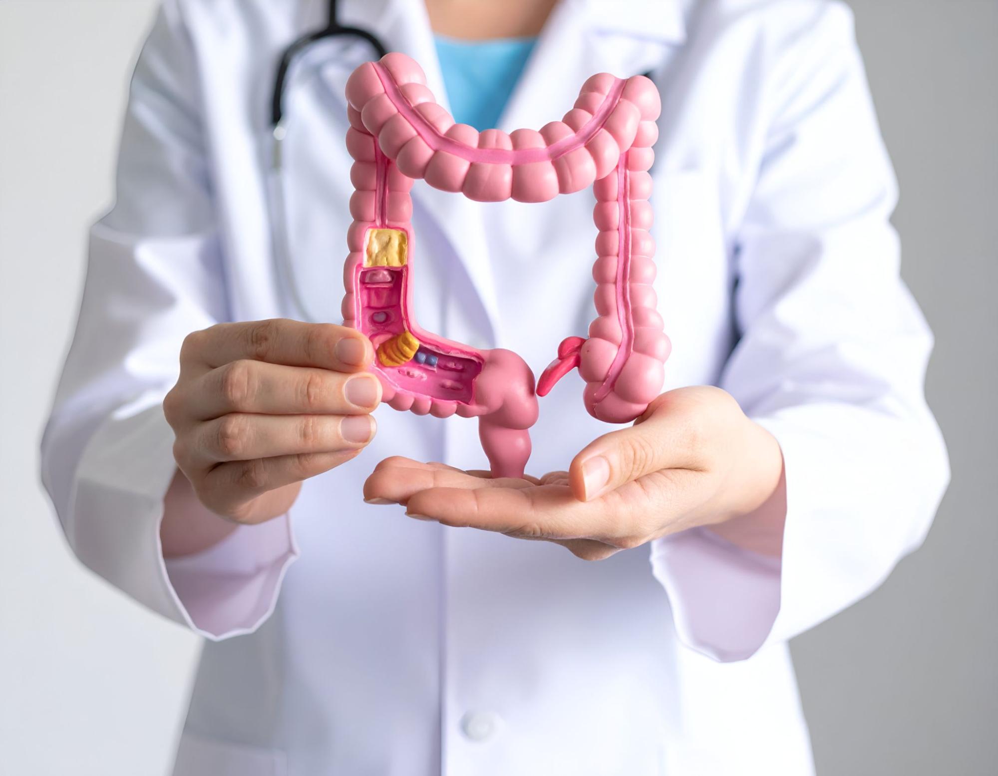 消化管内部の模型